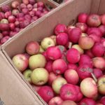 На ярмарках выходного дня в Рязани продали 6 тонн яблок и груш