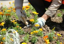 Рязанские студенты узнали о способах озеленения городских пространств