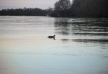 Уровень воды в Оке в черте Рязани поднялся за сутки на 38 сантиметров