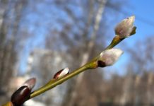 В Рязанской области завтра воздух прогреется до +14 градусов