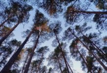 Представители Рязанской области приглашаются к участию в Международном форуме «Экология»