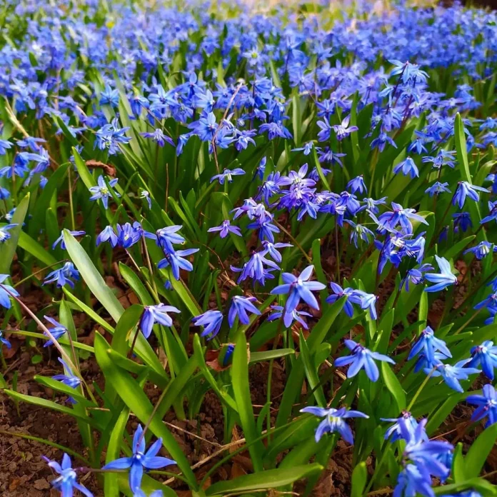 весна Татьяна Кармашова3