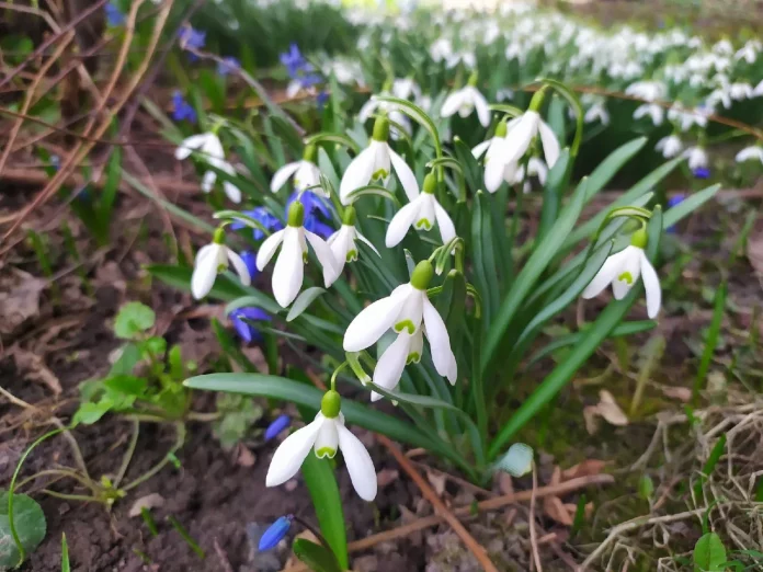 весна_первоцвет_Кармашова Татьяна2