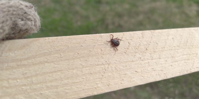 клещ Фото Трофимовой 6