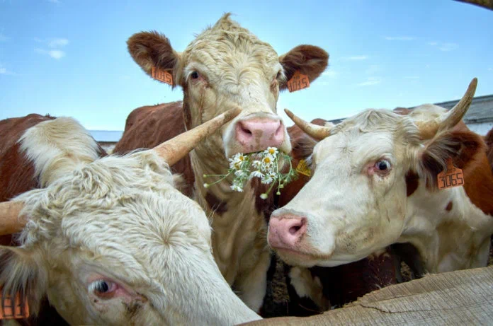 коровы_Фото Екатерины Детушевой