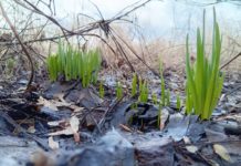 Завтра в Рязанской области ожидается облачная погода