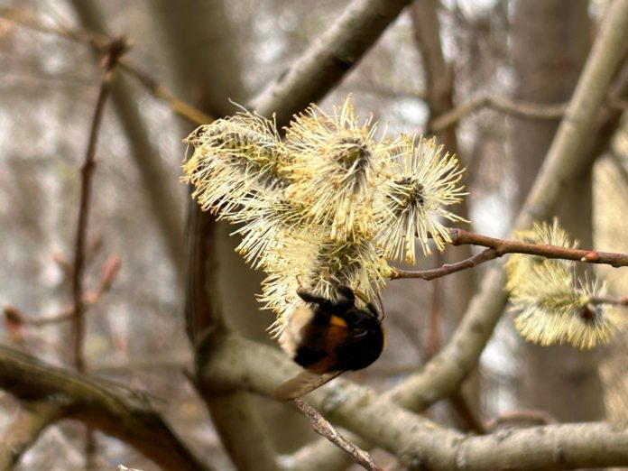 6BNZesfA3LqzRJOmfHmzkqXg2Txy58CclGwq87r3jCOSMKnWxfDcz7iZsOlR9sy0TtR9SbzfaZsxLgzJ7x7vfRd2