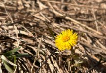 В Рязанской области завтра воздух прогреется до +11 градусов