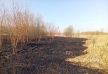 Рязанцам напомнили об ответственности за поджог сухой травы