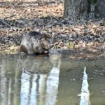В Лесопарке рязанцы смогли полюбоваться бобром
