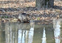 В Лесопарке рязанцы смогли полюбоваться бобром