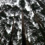 Рязанская область готова к прохождению пожароопасного сезона в лесах