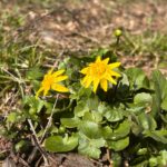 Завтра в Рязанской области ожидается до 16 градусов тепла