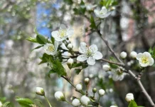 Завтра в Рязанской области потеплеет до +13 градусов