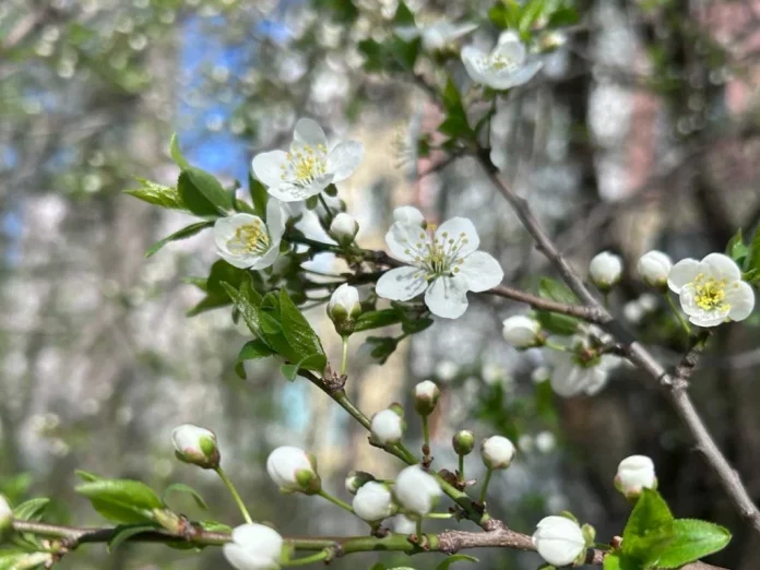 весна Фото Турбиной