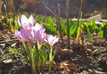 Опубликована погода на 6 апреля в Рязанской области