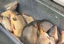 В Рязани на ярмарках выходного дня продали полторы тонны живой рыбы