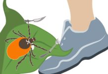 Два случая болезни Лайма зафиксировали в этом году в Рязанской области