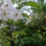 Парки и скверы Рязани обработают от клещей