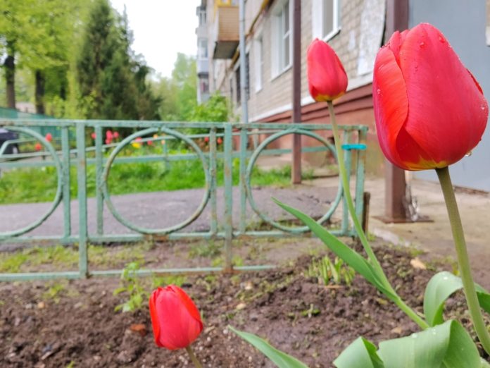Тюльпаны во дворе