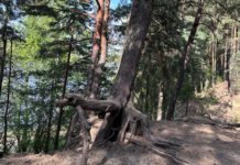 В Рязанской области сохраняется высокая пожарная опасность