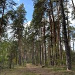 Два лесных пожара ликвидировали на прошлой неделе в Рязанской области