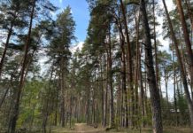 Два лесных пожара ликвидировали на прошлой неделе в Рязанской области