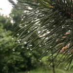 Небольшой дождь и гроза ожидаются завтра в Рязанской области